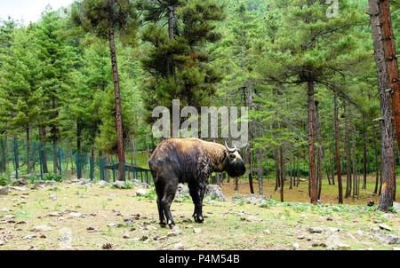 Portrait de takin, chèvre-vache animal comme symbole du Bhoutan Banque D'Images