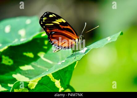 Tiger Longwing papillon à reste sur feuille verte Banque D'Images