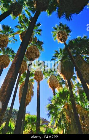 Vue vers le haut de grands palmiers de Indian Canyon à Palm Springs, Californie Banque D'Images