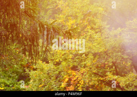 Branche d'épicéa européen avec une paire de cônes sur le fond d'une forêt de conifères misty Banque D'Images