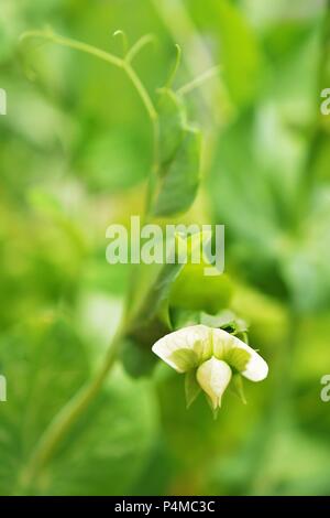 Un petit pois dans un jardin de fleurs (close-up) Banque D'Images