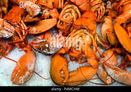 Bouillir le homard canadien sur de la glace concassée (Montréal, Canada) Banque D'Images