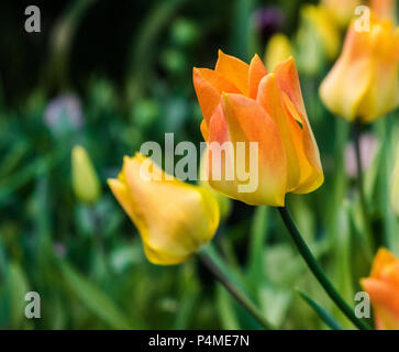 Tulipes orange avec la lumière du soleil et l'arrière-plan le jardin vert et jaune Banque D'Images