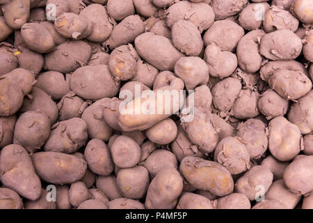 Pommes de terre nouvelles sans les laver. Banque D'Images