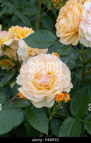 Rosa / Wekvossutono absolument fabuleux. Floribunda 'rose', absolument fabuleux Banque D'Images