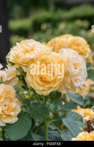 Rosa / Wekvossutono absolument fabuleux. Floribunda 'rose', absolument fabuleux Banque D'Images