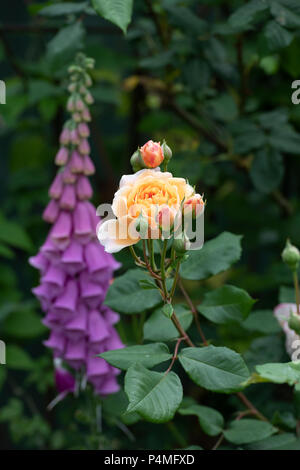 Rosa 'Crown Princess Margareta' / Ausbaker. Rosier anglais arbustif Banque D'Images