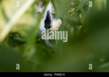 Trois cat couleur assis dans l'herbe haute et à la recherche de l'appareil photo dans l'herbe. Avant-plan flou. Banque D'Images