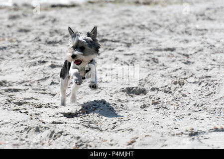 Beawer chiot yorkshire terrier race de chien mini va galoper sur la plage de sable blanc Banque D'Images
