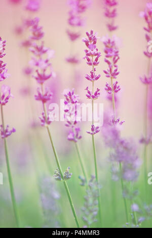 Fleurs de Lavande close up Banque D'Images