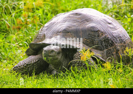 Tortue géante des Galapagos (Geochelone elephantopus) sur l'île Santa Cruz en Parc National des Galapagos, Equateur. C'est la plus grande espèce vivante de torto Banque D'Images