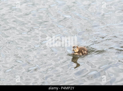 Pochard (Aythya ferina) chick natation Banque D'Images