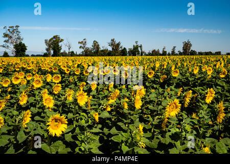 Tournesols Dixon, Californie Banque D'Images