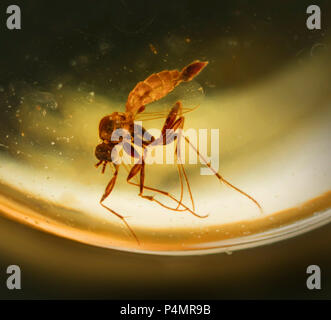 Insectes mouche piégée dans l'ambre Birman Banque D'Images