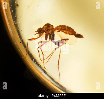 Insectes mouche piégée dans l'ambre Birman Banque D'Images