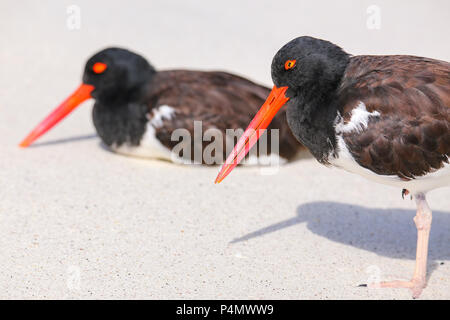 Huîtrier d'Amérique (Haematopus palliatus) sur l'île d'Espanola, parc national des Galapagos, Equateur. Banque D'Images