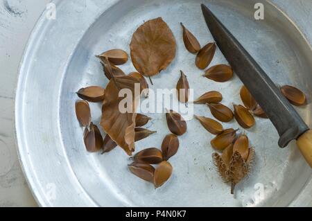 Graines de hêtre (Fagus sylvatica) sur une plaque de métal avec un couteau et les feuilles d'automne Banque D'Images