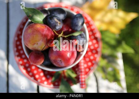 Prunes fraîches dans un bol sur une table de jardin Banque D'Images