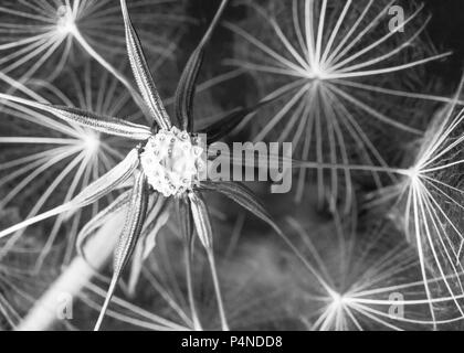 Barbe de chèvre forme de tête de semences et des formes dans la nature Banque D'Images