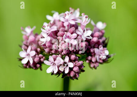 La valériane (Valeriana officinalis commune), gros plan d'une fleur sur un fond vert. Banque D'Images