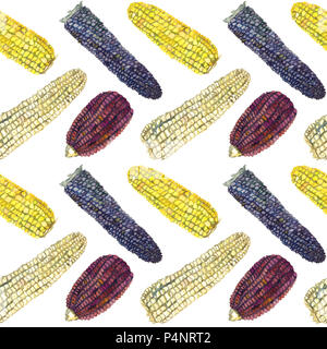 Épis de maïs (variété pourpre (rouge), jaune, noir et blanc), peint à la main motif transparent illustration aquarelle Banque D'Images