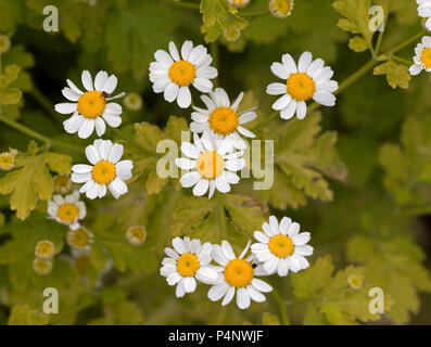 La grande camomille Tanacetum parthenium or Banque D'Images