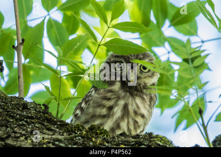 London,UK. 23 Juin, 2018. Un adulte petit hibou se trouve à la bas d'un arbre sur Peckham Rye, London. David Rowe/ Alamy Live News. Banque D'Images