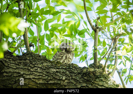 London,UK. 23 Juin, 2018. Un adulte petit hibou se trouve à la bas d'un arbre sur Peckham Rye, London. David Rowe/ Alamy Live News. Banque D'Images