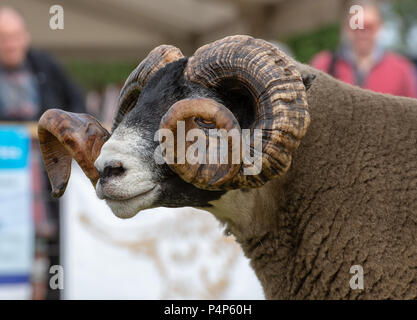 Le champion des moutons Blackface au Royal Highland Show, un tup exposée par John Wight et fils. Le Blackface est la plus nombreuse de pure race de moutons en Grande-Bretagne. Crédit : John Eveson/Alamy Live News Banque D'Images