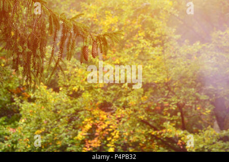 Branche d'épicéa européen avec une paire de cônes sur le fond d'une forêt de conifères misty Banque D'Images