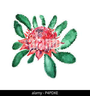 Nouvelle Galles du Sud (waratah Telopea speciosissima) fleurs roses et feuilles (emblème floral de Queensland, Australie), peinte à la main ensemble isolé watercolo Banque D'Images