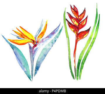Strelitzia (oiseau de paradis) des plantes et fleurs fleur Heliconia stricta ensemble isolé, peinte à l'aquarelle illustration Banque D'Images