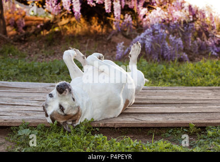 Personnes âgées American Staffordshire Terrier (pit bul) est reposant sur un vieux pont en bois. Elle a ses pieds en l'air. Il y a des graminées et des mauvaises herbes. Banque D'Images