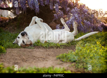 Personnes âgées pit bull dog pond sur le dos avec les pieds dans l'air. Elle a l'air très détendue et insouciante. Elle semble être de méditer ou de vouloir un bellly rub. Banque D'Images