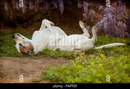 Personnes âgées pitbull dog pond sur le dos avec les pieds et le nez en l'air. Elle est posée sur une combinaison de terre, les mauvaises herbes et l'herbe. Elle a l'air très carefree Banque D'Images