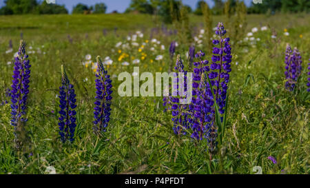 Domaine de lupin mauve et fleurs sauvages Banque D'Images