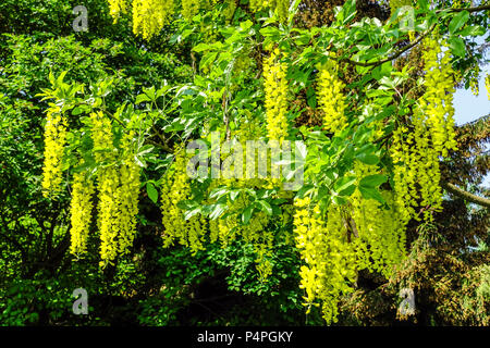 Chaîne d'or, Laburnum watereri Vossii Banque D'Images