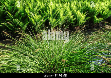 L'herbe et fougère sur la rive du ruisseau. Matteuccia struthiopteris, volant, fougère fougère Banque D'Images