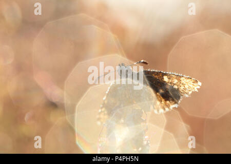 Pyrgus malvae Grizzled skipper (repos) Banque D'Images