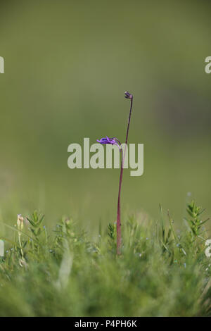 Grassette commune (Pinguicula vulgaris) photographié à Knisa Mosse, Öland, Suède Banque D'Images