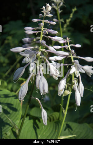 Hosta. Hosta plantaginea. Hemerocallis japonica. Lys Blanc dans le jardin. Odeur très expressif. Parterre de fleurs. Jours d'été. Banque D'Images