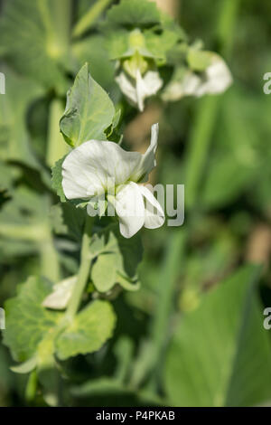 Nice Fleurs pois blanc apparaît en juin dans le jardin Banque D'Images