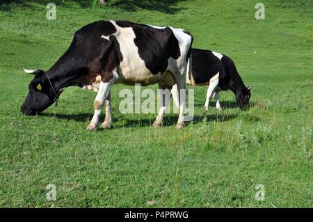 Deux vaches (Holstein) pâturage sur une prairie d'herbe verte dans la campagne Banque D'Images