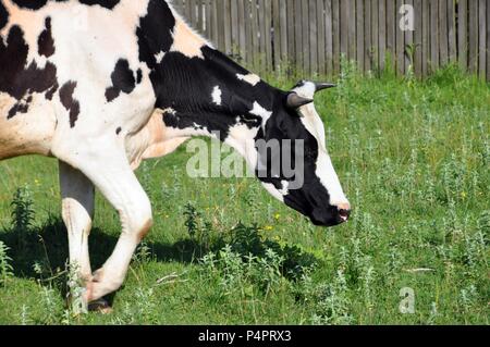 Holstein Vache noir et blanc broutant dans un pré d'herbe verte dans la campagne Banque D'Images