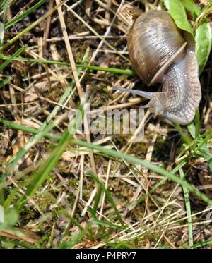 Macro d'une escargot gris (Cornu aspersum) dans l'herbe, copy space, Close up Banque D'Images