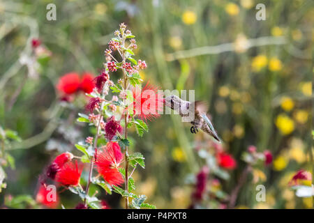 Colibri d'Anna, mi vol stationnaire, comme elle boit du rouge bottlebrush fleurs sur une plante du désert. Le désert de Sonora en Arizona. Banque D'Images