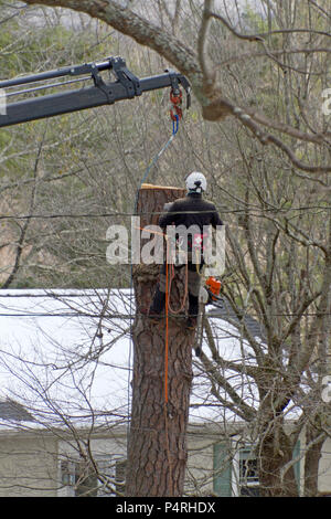 Une cordée en arboriculture avec des protections avec casque, trousse de premiers soins et des vêtements de protection, utilise une grue qu'il prend d'un arbre Banque D'Images