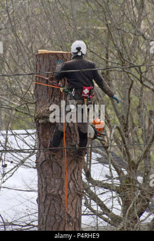 Une cordée en arboriculture avec des protections avec casque, trousse de premiers soins et des vêtements de protection, utilise une grue qu'il prend d'un arbre Banque D'Images