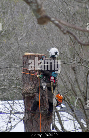 Une cordée en arboriculture avec des protections avec casque, trousse de premiers soins et des vêtements de protection, utilise une grue qu'il prend d'un arbre Banque D'Images