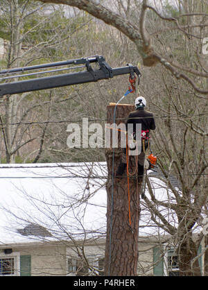 Une cordée en arboriculture avec des protections avec casque, trousse de premiers soins et des vêtements de protection, utilise une grue qu'il prend d'un arbre Banque D'Images